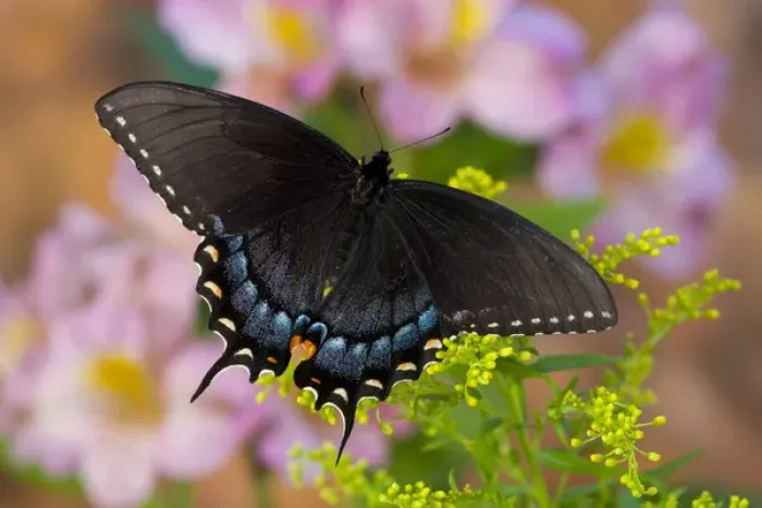 Framed Print : Black form of Eastern Tiger Swallowtail Butterfly, Papilio glaucus Framed Print : Black form of Eastern Tiger Swallowtail Butterfly, Papilio glaucus