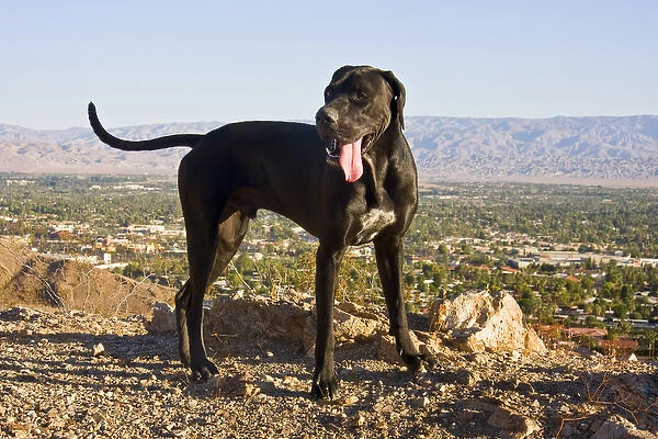 A black German Shorthaired Pointer standing in the foothills of the Colorado Desert