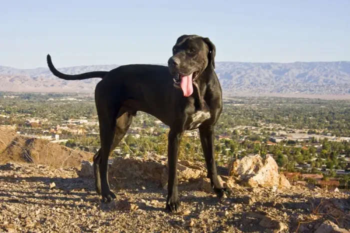 Framed Print : A black German Shorthaired Pointer standing in the foothills of the Colorado Desert Framed Print : A black German Shorthaired Pointer standing in the foothills of the Colorado Desert