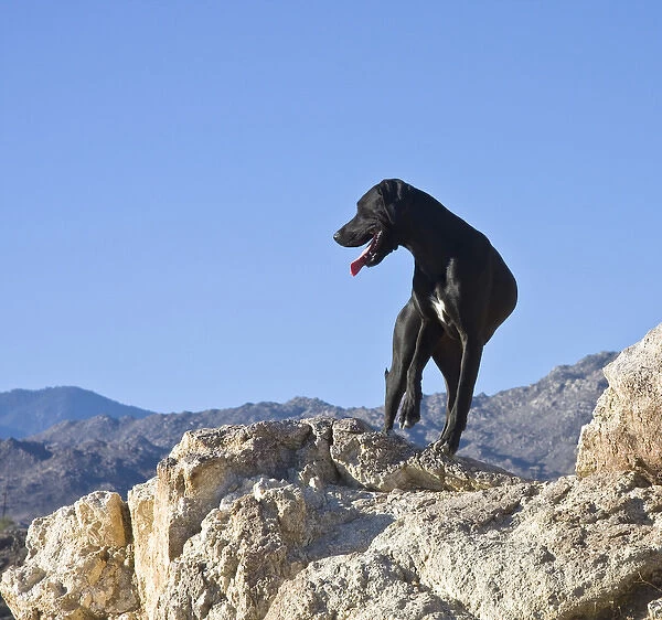 A black German Shorthaired Pointer standing on top of a hill in the Colorado Desert