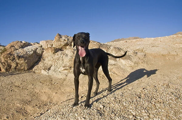 A black German Shorthaired Pointer standing on a rocky hill