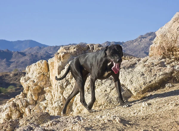 A black German Shorthaired Pointer walking in the Colorado Desert Foothills in California