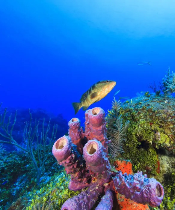 Framed Print : Black Grouper, Northern Bahamas, Caribbean Framed Print : Black Grouper, Northern Bahamas, Caribbean