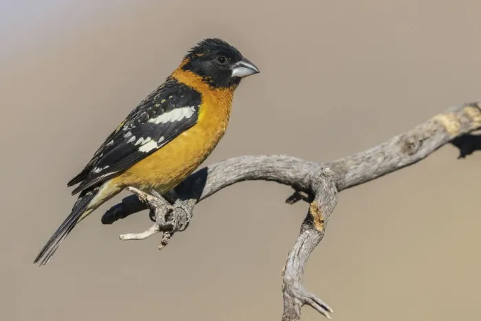 Framed Print : Black-headed grosbeak Framed Print : Black-headed grosbeak