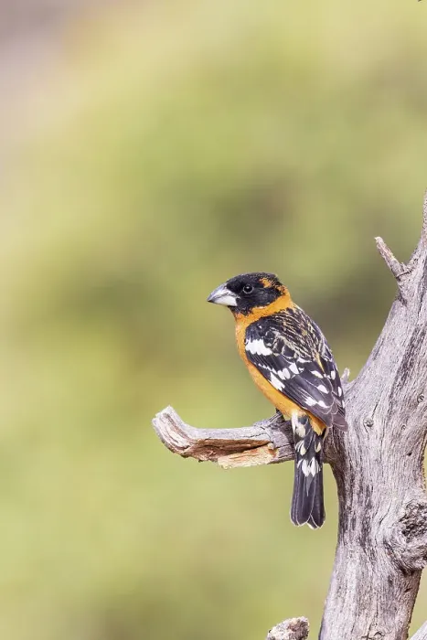Framed Print : Black-headed Grosbeak male, Pima County, Arizona