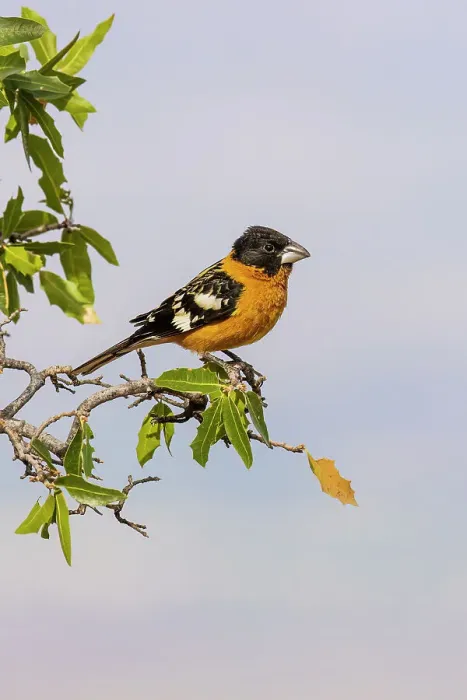 Framed Print : Black-headed Grosbeak male, Pima County, Arizona Framed Print : Black-headed Grosbeak male, Pima County, Arizona