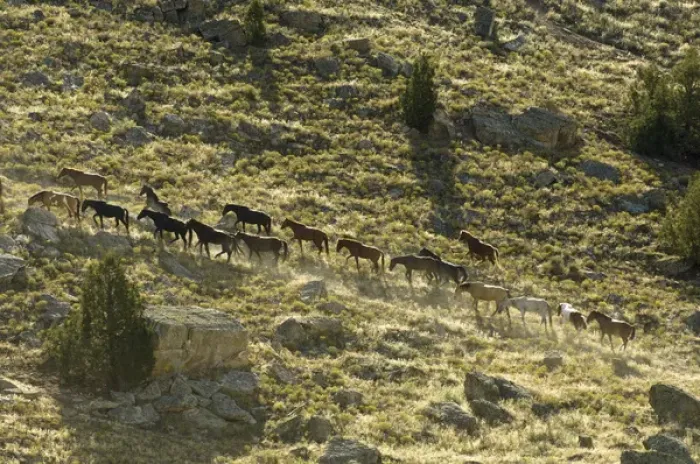 Framed Print : Black Hills Wild Horse Sanctuary, Hot Springs, South Dakota, USA Framed Print : Black Hills Wild Horse Sanctuary, Hot Springs, South Dakota, USA