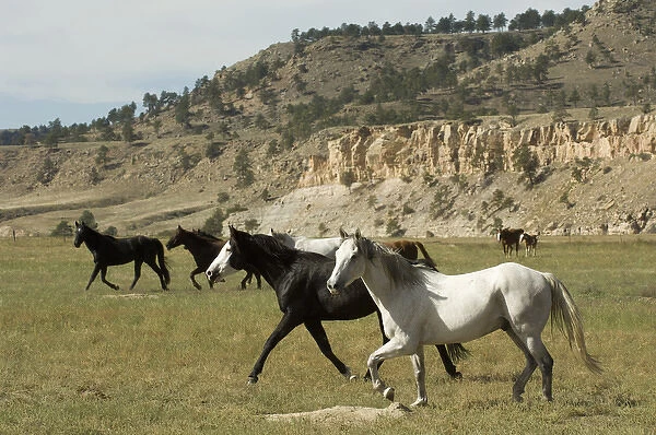 Black Hills Wild Horse Sanctuary, Hot Springs, South Dakota, USA