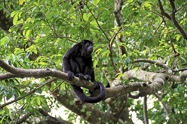 Black Howler Monkey (Alouatta Caraya) Palo Verde National Park, Costa Rica, South America
