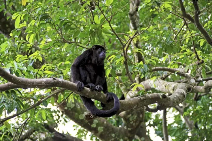 Framed Print : Black Howler Monkey (Alouatta Caraya) Palo Verde National Park, Costa Rica, South America