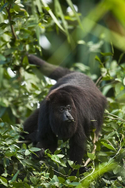 Black Howler Monkey (Alouatta pigra) Community Baboon Center - community