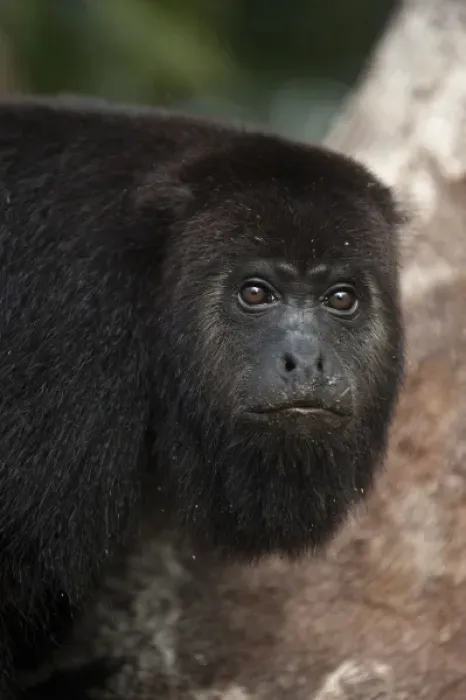 Framed Print : Black Howler Monkey (Alouatta pigra) Community Baboon Center, community