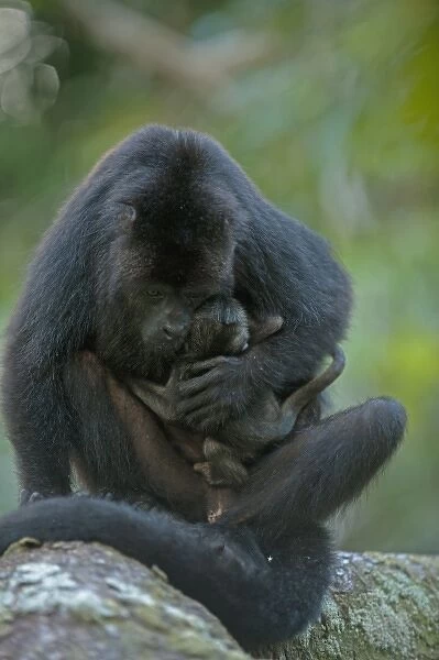 Black Howler Monkey (Alouatta pigra) Mother and Baby. Also carrying baby from second