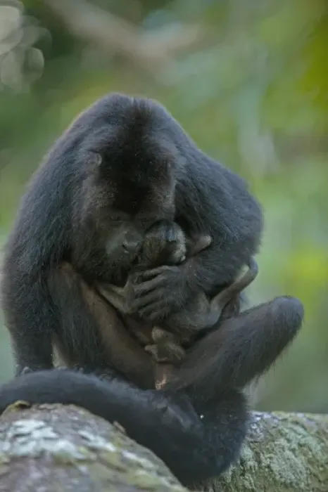 Framed Print : Black Howler Monkey (Alouatta pigra) Mother and Baby. Also carrying baby from second Framed Print : Black Howler Monkey (Alouatta pigra) Mother and Baby. Also carrying baby from second