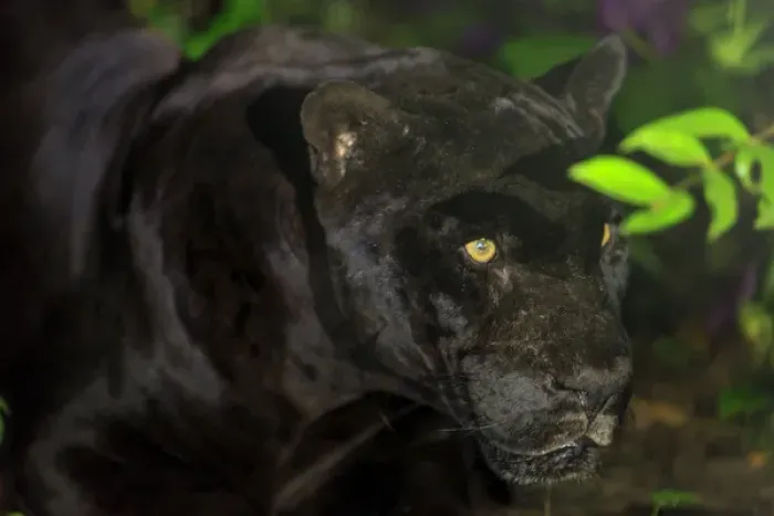 Framed Print : Black Jaguar (Panthera onca), Belize Zoo near Belize City, Belize, Central America