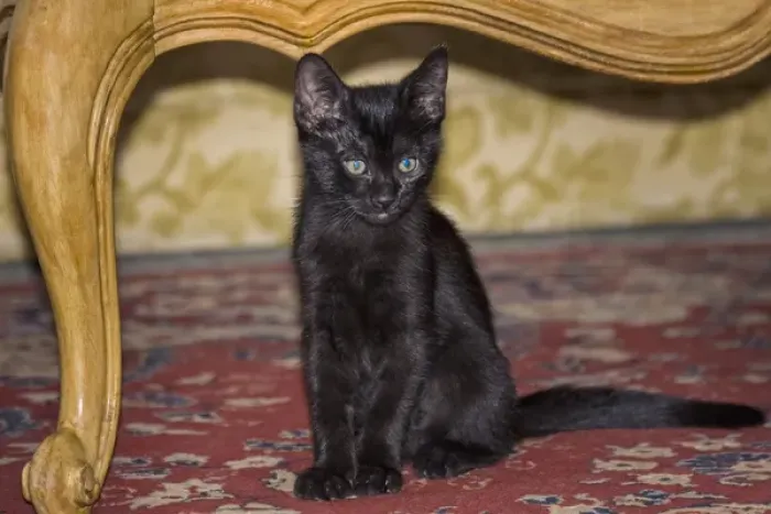 Framed Print : Black Kitten sitting on rug