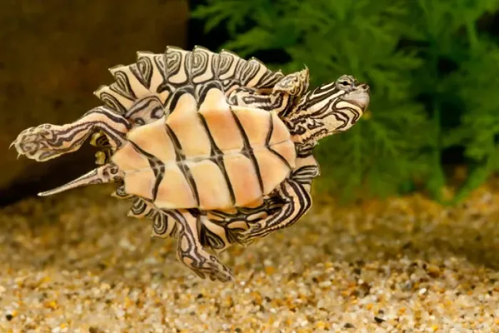 Framed Print : Black-knobbed SawbackTurtle, Graptemys nigrinoda, Native to Alabama and Mississippi Framed Print : Black-knobbed SawbackTurtle, Graptemys nigrinoda, Native to Alabama and Mississippi