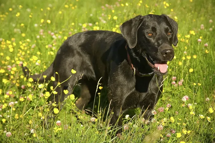 Framed Print : Black Labrador dog portrait in grass and yellow flowers