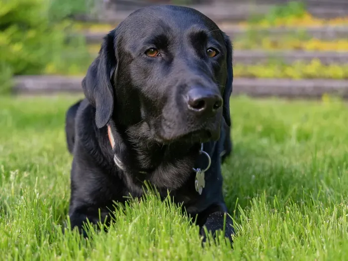 Framed Print : Black Labrador dog portrait outdoors Framed Print : Black Labrador dog portrait outdoors