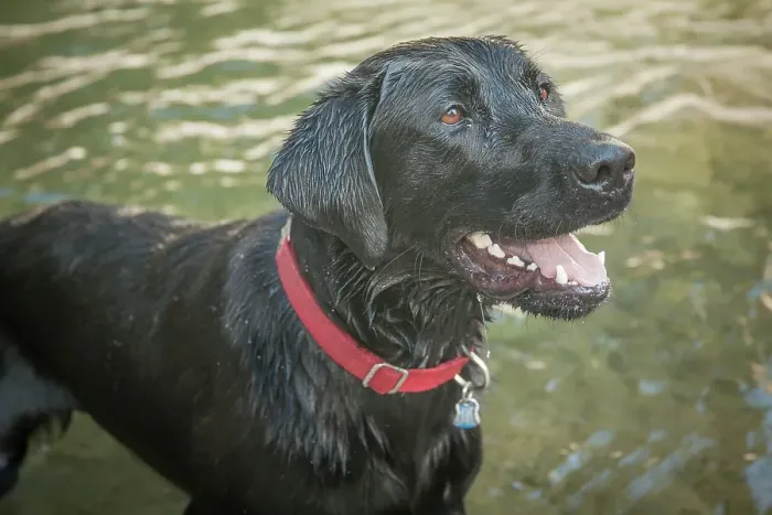 Framed Print : Black Labrador dog portrait in the water Framed Print : Black Labrador dog portrait in the water