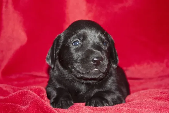 Framed Print : A Black Labrador Retriever puppy lying on a red blanket Framed Print : A Black Labrador Retriever puppy lying on a red blanket