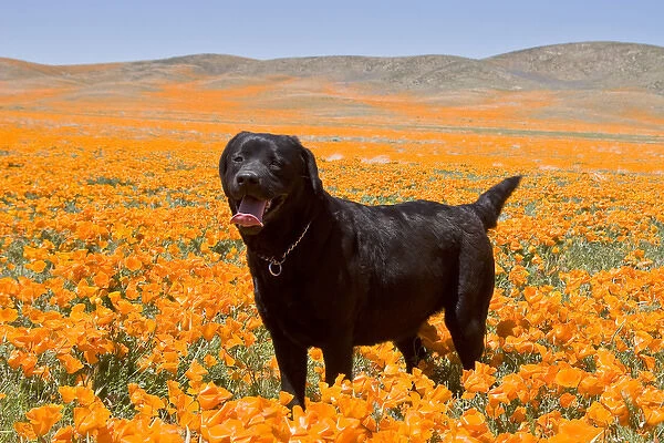 Black Labrador Retriever standing in a field of poppies at Antelope Valley California