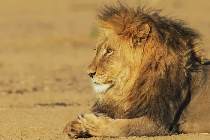 Framed Print : Black-maned lion male resting in the morning sun of the Kalahari Desert, southern Africa