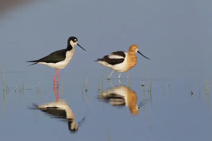 Framed Print : Black-necked Stilt & American Avocet Framed Print : Black-necked Stilt & American Avocet