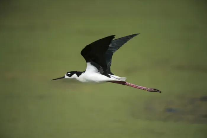 Framed Print : Black-necked stilt (Himantopus mexicanus), Little St Simons Island, Barrier Islands Framed Print : Black-necked stilt (Himantopus mexicanus), Little St Simons Island, Barrier Islands