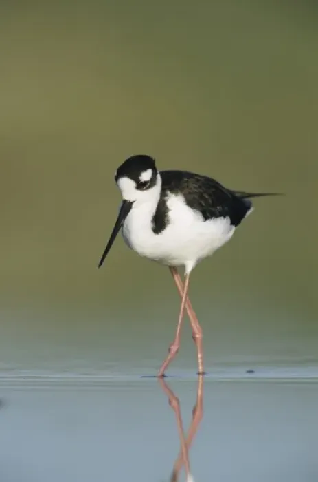 Framed Print : Black-necked Stilt, Himantopus mexicanus, adult, Lake Corpus Christi, Texas, USA, May Framed Print : Black-necked Stilt, Himantopus mexicanus, adult, Lake Corpus Christi, Texas, USA, May
