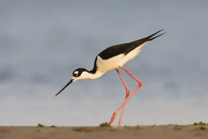 Framed Print : Black- necked Stilt (Himantopus mexicanus) adult foraging along beach, Laguna Madre bay Framed Print : Black- necked Stilt (Himantopus mexicanus) adult foraging along beach, Laguna Madre bay