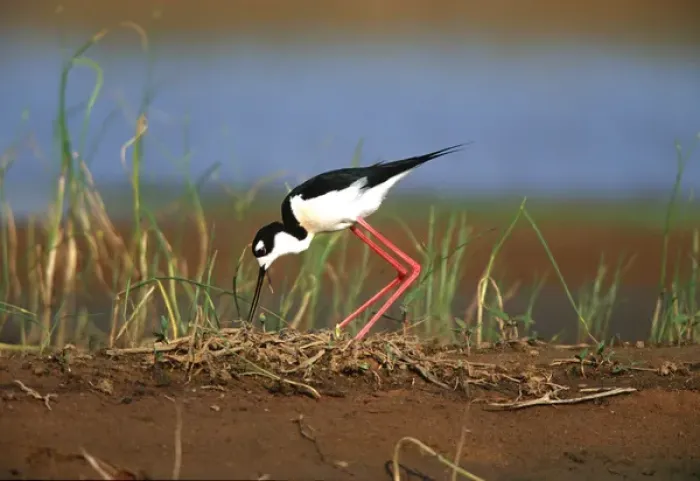 Framed Print : Black-necked Stilt (Himantopus mexicanus) turning eggs at nest, Karl Bartel Grassland Framed Print : Black-necked Stilt (Himantopus mexicanus) turning eggs at nest, Karl Bartel Grassland