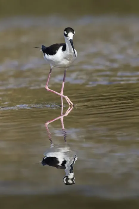 Framed Print : Black-necked stilt, Myakka River State Park, Florida Framed Print : Black-necked stilt, Myakka River State Park, Florida