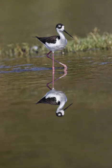 Framed Print : Black-necked stilt, Myakka River State Park, Florida Framed Print : Black-necked stilt, Myakka River State Park, Florida