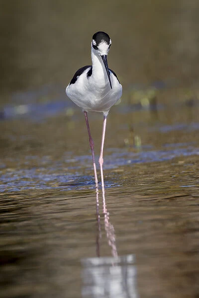 Black-necked stilt, Myakka River State Park, Florida
