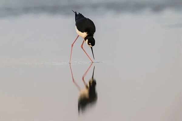 Black necked stilt and reflection, South Padre Island, Texas