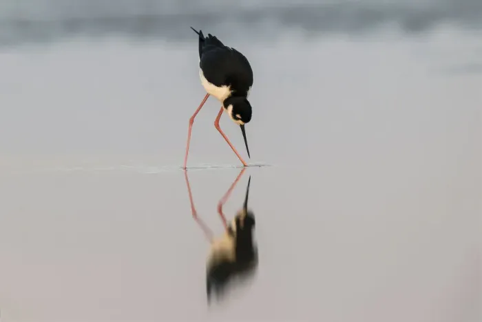 Framed Print : Black necked stilt and reflection, South Padre Island, Texas
