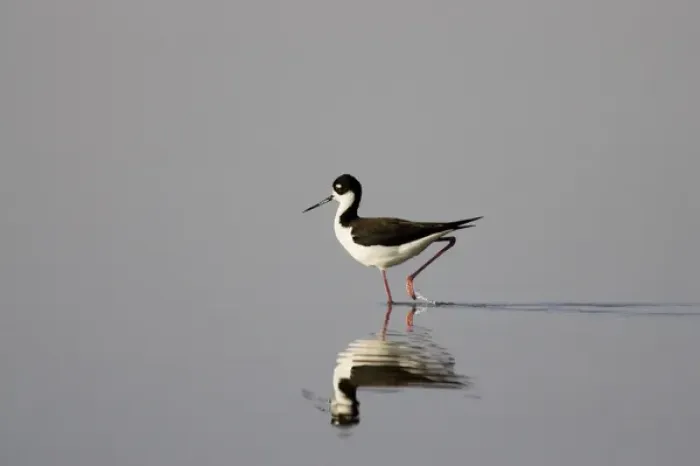 Framed Print : Black necked stilt searches for food in shallow water of Mann Lake in southeastern Oregon