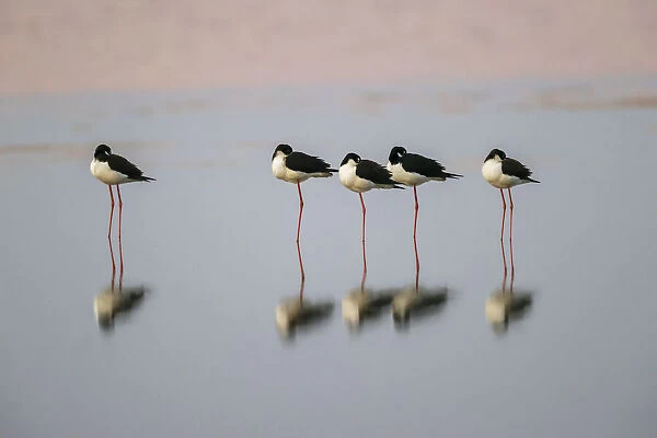 Black necked stilts sleeping and reflection, South Padre Island, Texas
