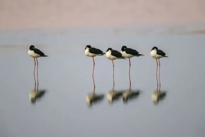 Framed Print : Black necked stilts sleeping and reflection, South Padre Island, Texas Framed Print : Black necked stilts sleeping and reflection, South Padre Island, Texas