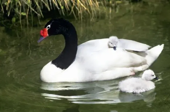 Framed Print : Black-necked swan adult and cygnets in water. (Captive) Credit as Framed Print : Black-necked swan adult and cygnets in water. (Captive) Credit as