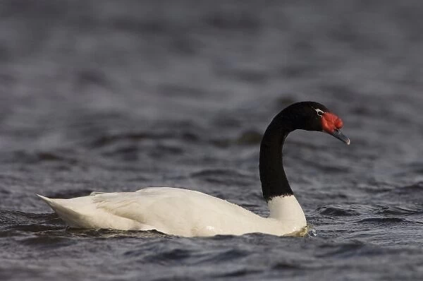 Black-necked Swan (Cygnus melancoryphus) Pebble Island, off north coast of West Falkland