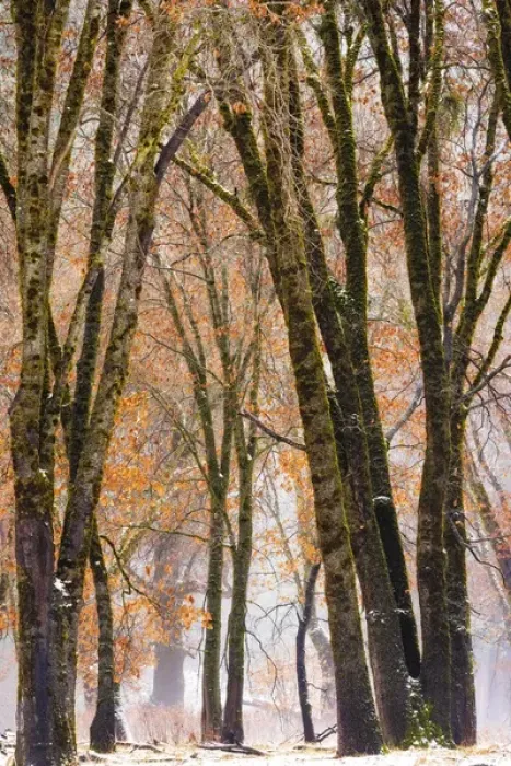 Framed Print : Black oaks in winter, Yosemite Valley, Yosemite National Park, California USA Framed Print : Black oaks in winter, Yosemite Valley, Yosemite National Park, California USA