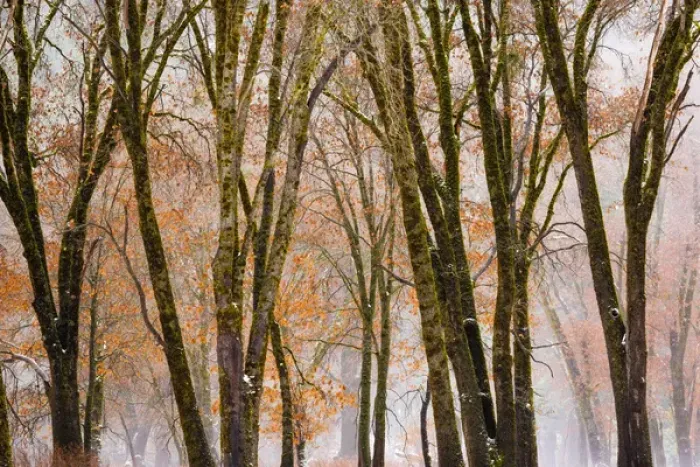 Framed Print : Black oaks in winter, Yosemite Valley, Yosemite National Park, California USA