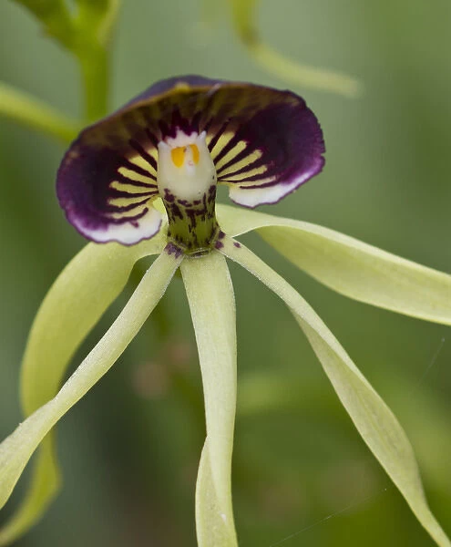 Black orchid (Prosthecea cochleata), the national flower of Belize