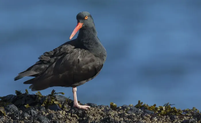 Framed Print : Black oystercatcher Framed Print : Black oystercatcher