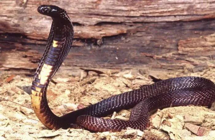 Framed Print : Black Pakistan Cobra, Naja naja karchiensis, Native to Pakistan Framed Print : Black Pakistan Cobra, Naja naja karchiensis, Native to Pakistan