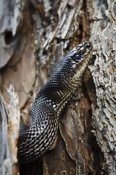 Black Pine Snake (Pituophis melanoleucus lodingi) CAPTIVE Southern USA