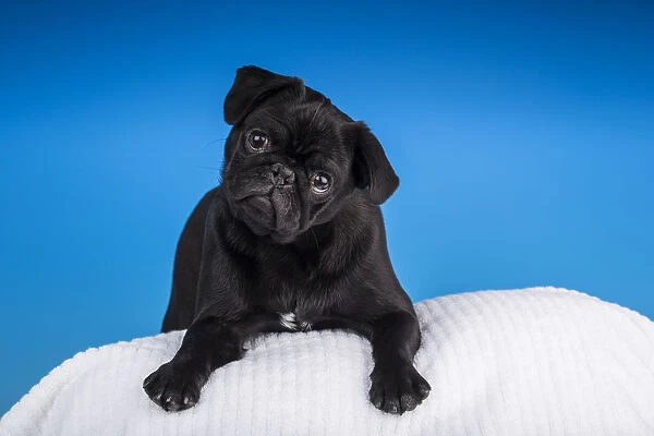 Black Pug puppy resting on a pillow. (PR)