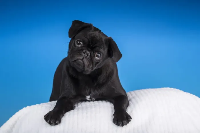 Framed Print : Black Pug puppy resting on a pillow. (PR) Framed Print : Black Pug puppy resting on a pillow. (PR)